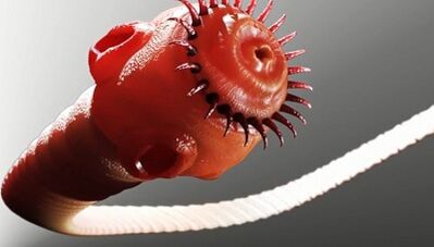 tipuri de paraziți din corpul uman