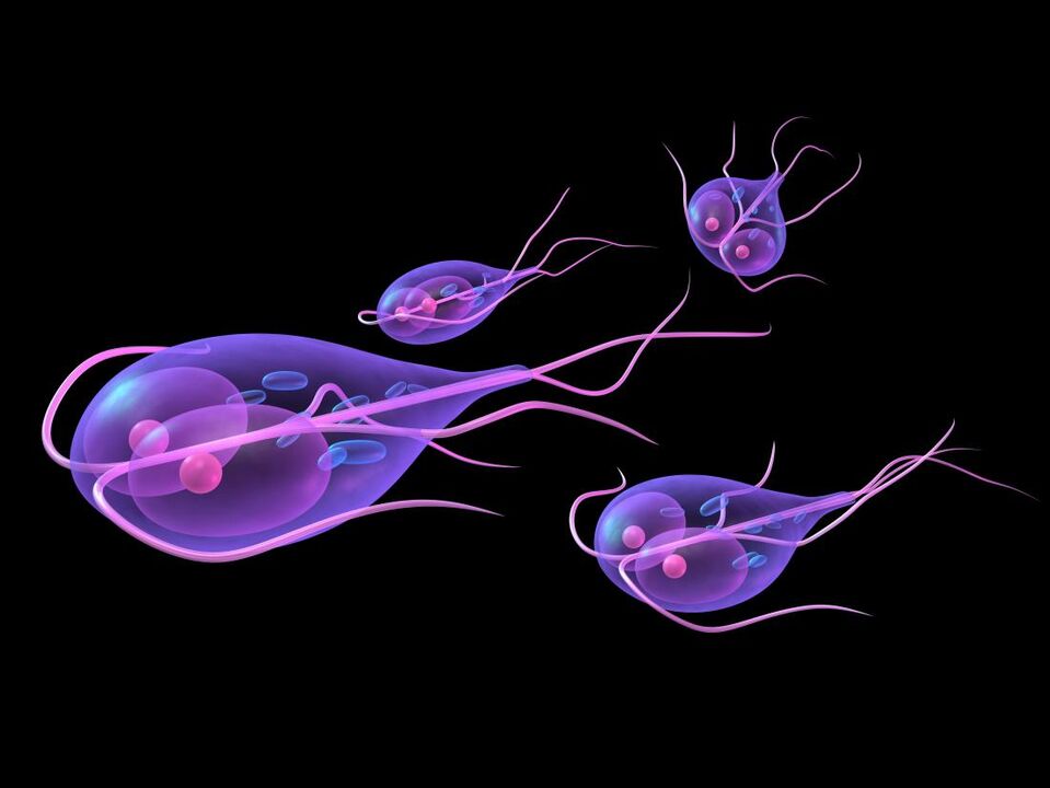 Giardia din corpul uman